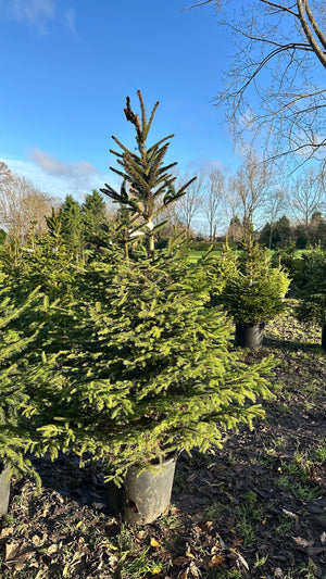 Norway Spruce Christmas Trees